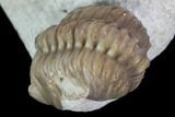 Kainops & Partial Lochovella (Reedops) Trilobites - Oklahoma #104034-5